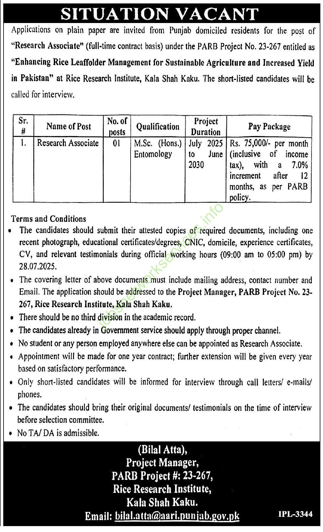 Rice Research Institute Kala Shah Kaku Jobs 2025
